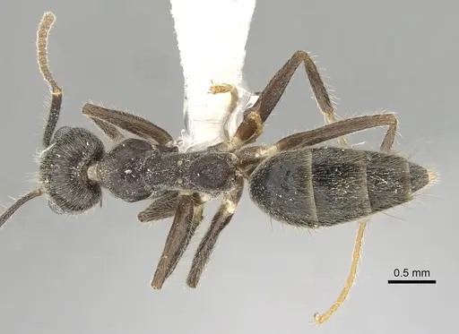 Technomyrmex grandis - CASENT0249785