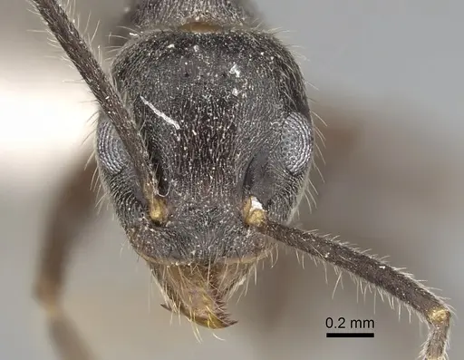 Technomyrmex grandis - CASENT0249785