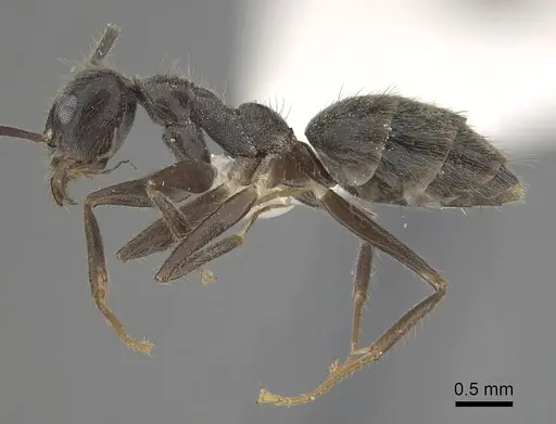 Technomyrmex grandis - CASENT0249785