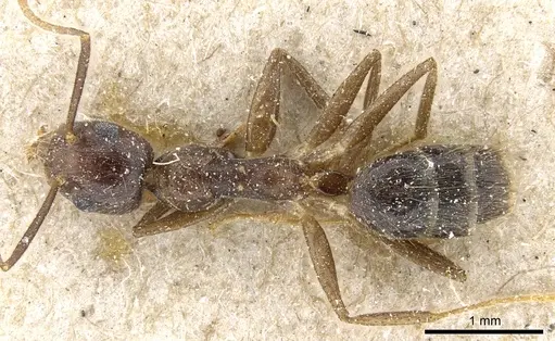 Technomyrmex grandis - CASENT0905064