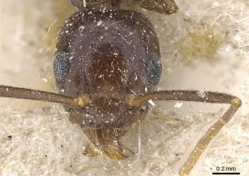 Technomyrmex grandis - CASENT0905064