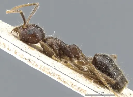 Technomyrmex grandis - CASENT0905064