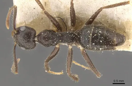 Technomyrmex grandis - CASENT0909798