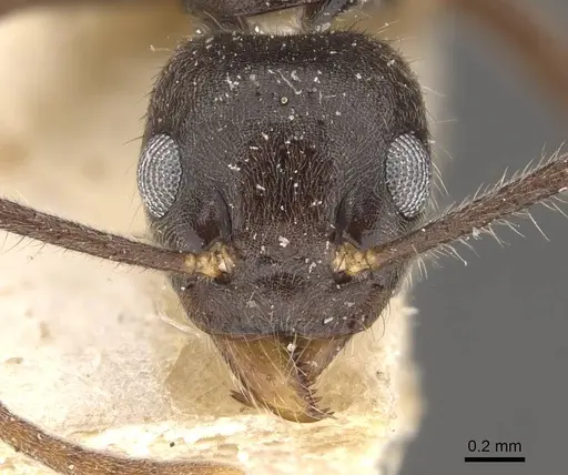 Technomyrmex grandis - CASENT0909798