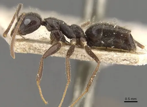 Technomyrmex grandis - CASENT0909798