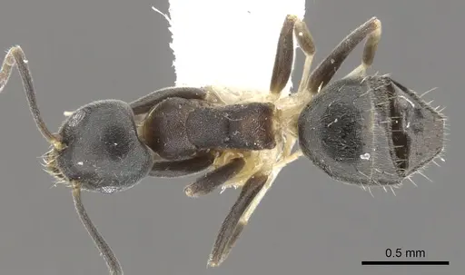 Technomyrmex hades specimen