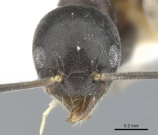 Technomyrmex hades specimen