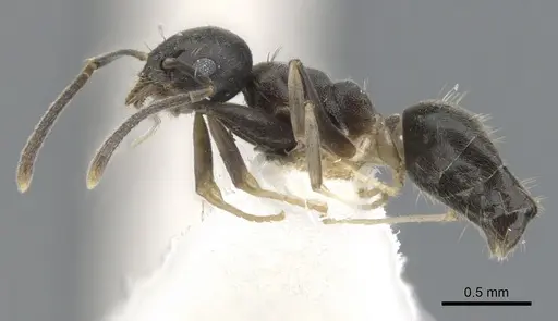 Technomyrmex hades specimen