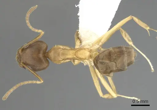 Technomyrmex horni specimen