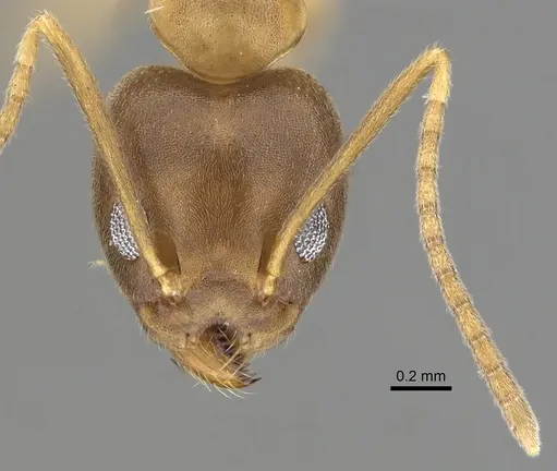 Technomyrmex horni specimen