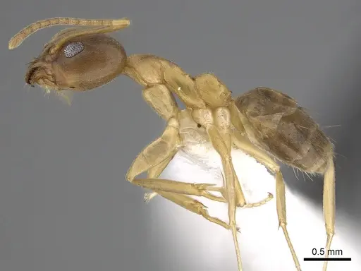 Technomyrmex horni specimen