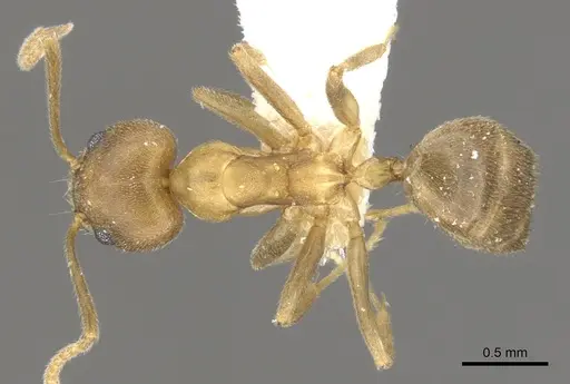 Technomyrmex horni - CASENT0903042