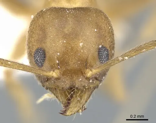 Technomyrmex horni - CASENT0903042