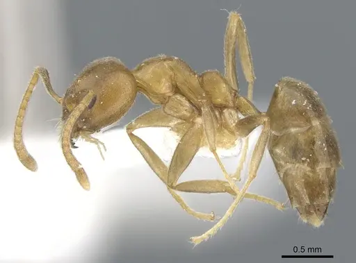 Technomyrmex horni - CASENT0903042