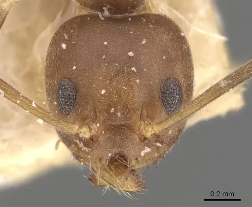 Technomyrmex horni - CASENT0909799