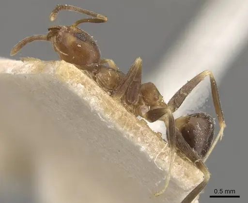 Technomyrmex horni - CASENT0909799