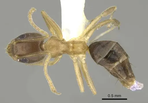 Technomyrmex horni - CASENT0919864