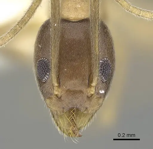 Technomyrmex horni - CASENT0919864