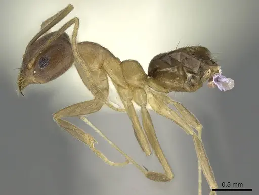 Technomyrmex horni - CASENT0919864