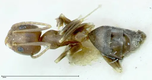 Technomyrmex horni - FOCOL0169