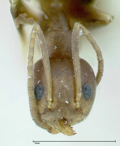 Technomyrmex horni - FOCOL0169