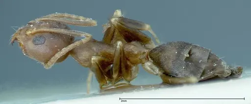 Technomyrmex horni - FOCOL0169