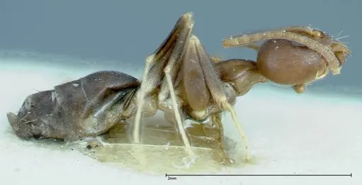 Technomyrmex horni - FOCOL0169