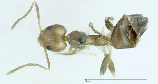 Technomyrmex horni - FOCOL0170