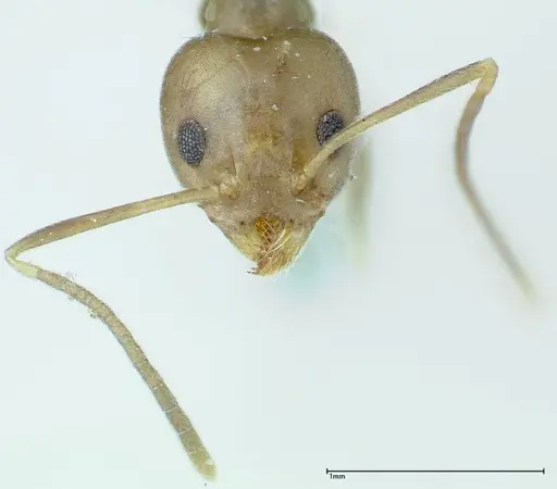 Technomyrmex horni - FOCOL0170