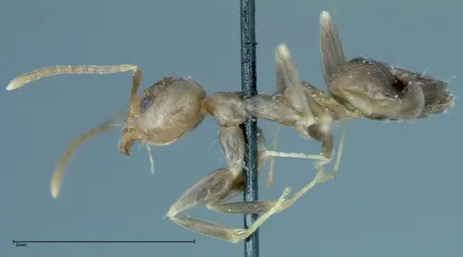 Technomyrmex horni - FOCOL0170