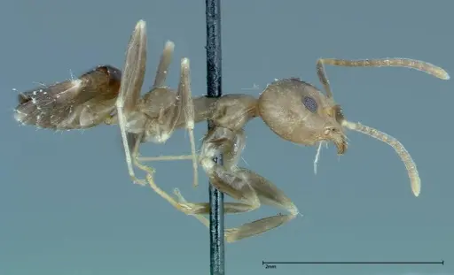 Technomyrmex horni - FOCOL0170