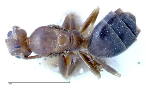 Technomyrmex horni - FOCOL0183