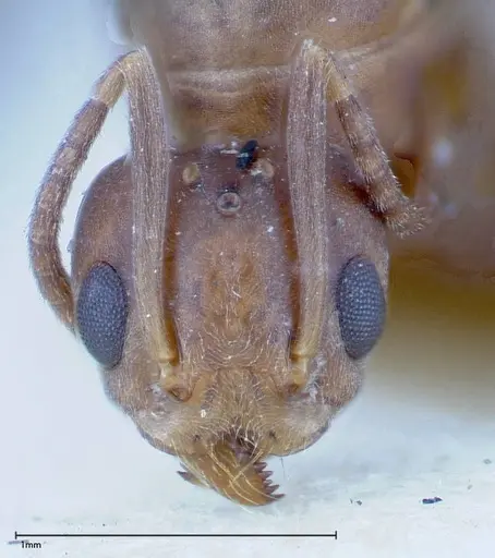 Technomyrmex horni - FOCOL0183