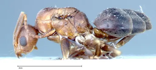 Technomyrmex horni - FOCOL0183