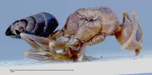 Technomyrmex horni - FOCOL0183