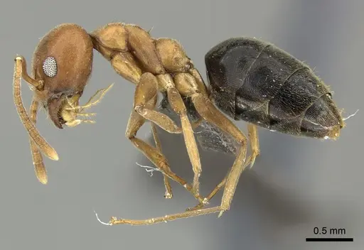 Technomyrmex hostilis specimen