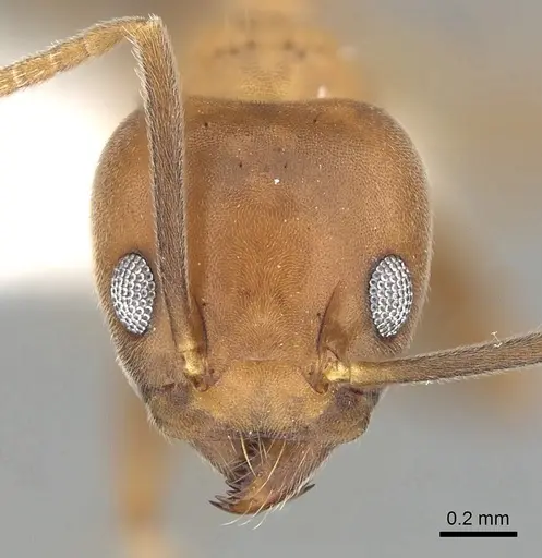 Technomyrmex hostilis - CASENT0249787