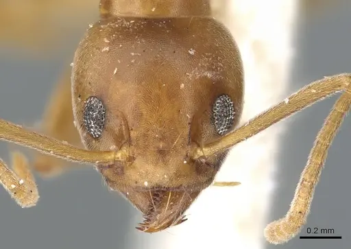 Technomyrmex hostilis - CASENT0903058