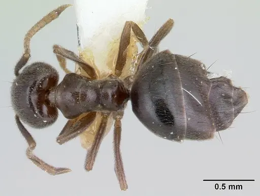 Technomyrmex ilgi specimen