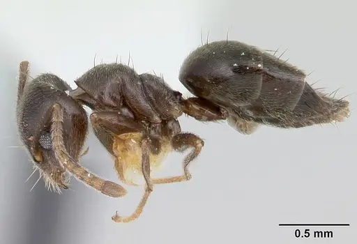 Technomyrmex ilgi specimen