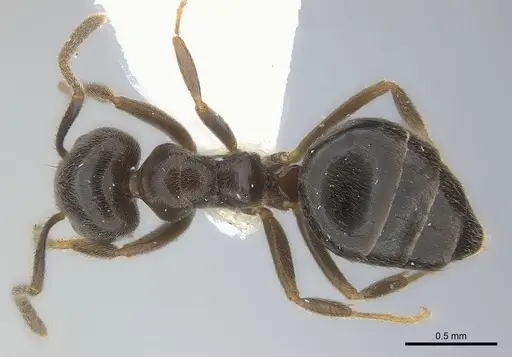 Technomyrmex ilgi - CASENT0217128