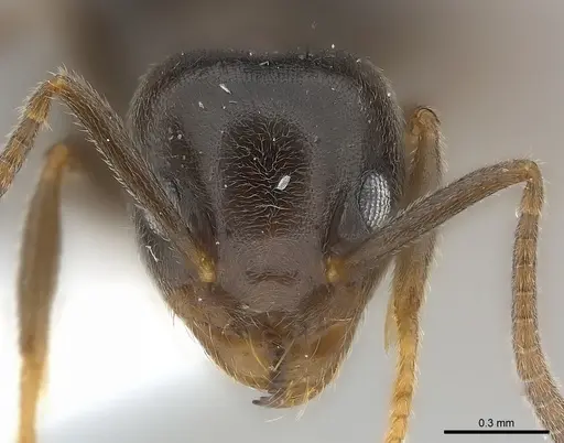 Technomyrmex ilgi - CASENT0217128