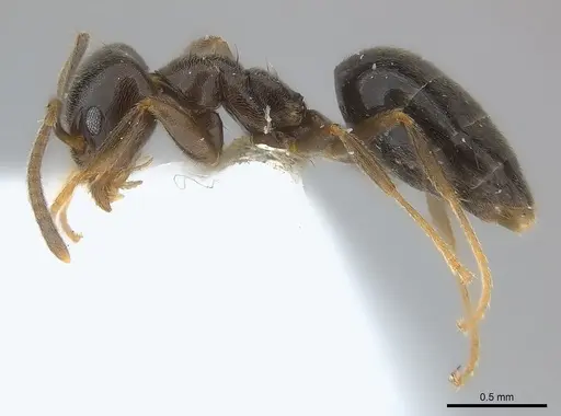 Technomyrmex ilgi - CASENT0217128