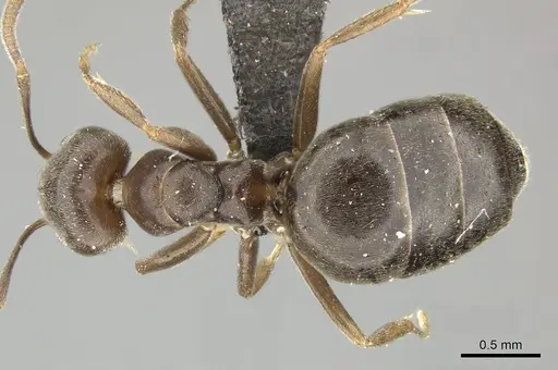 Technomyrmex ilgi - CASENT0249041