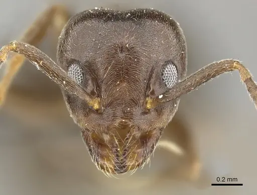 Technomyrmex ilgi - CASENT0249041