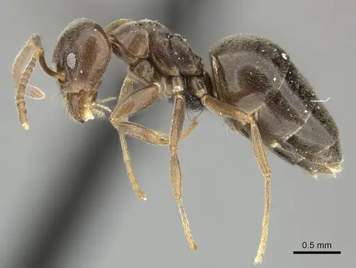 Technomyrmex ilgi - CASENT0249041