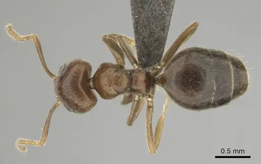 Technomyrmex ilgi - CASENT0252117