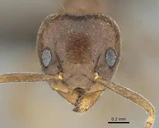 Technomyrmex ilgi - CASENT0252117