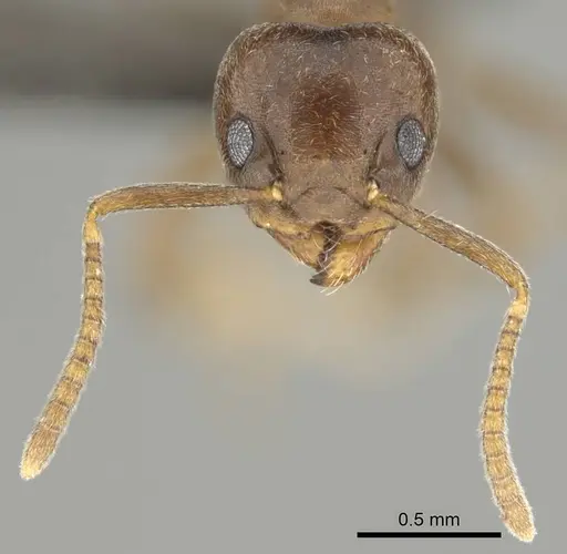 Technomyrmex ilgi - CASENT0252117