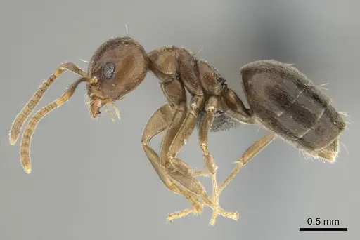 Technomyrmex ilgi - CASENT0252117